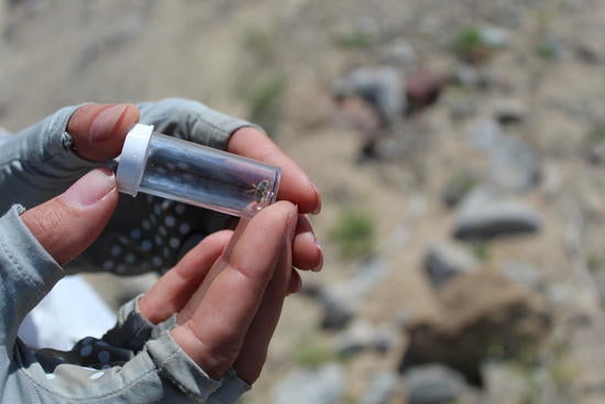 A small native bee in a glass vial in the Sonora desert near Anza-Borrego State Park.