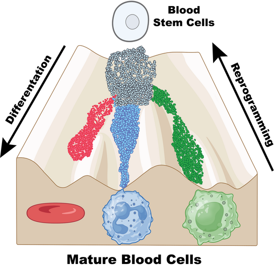Blood stem cells