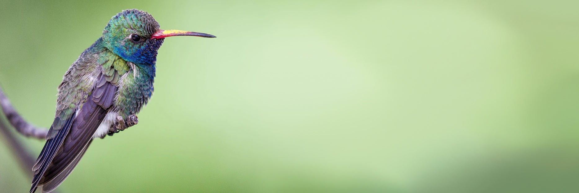 Humming Bird (c) unsplash