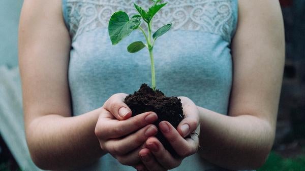 hands holding seedling (c) Nikola Jovanovic unsplash
