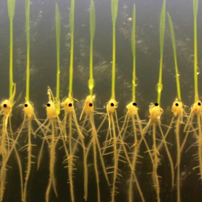 Rice Seedlings
