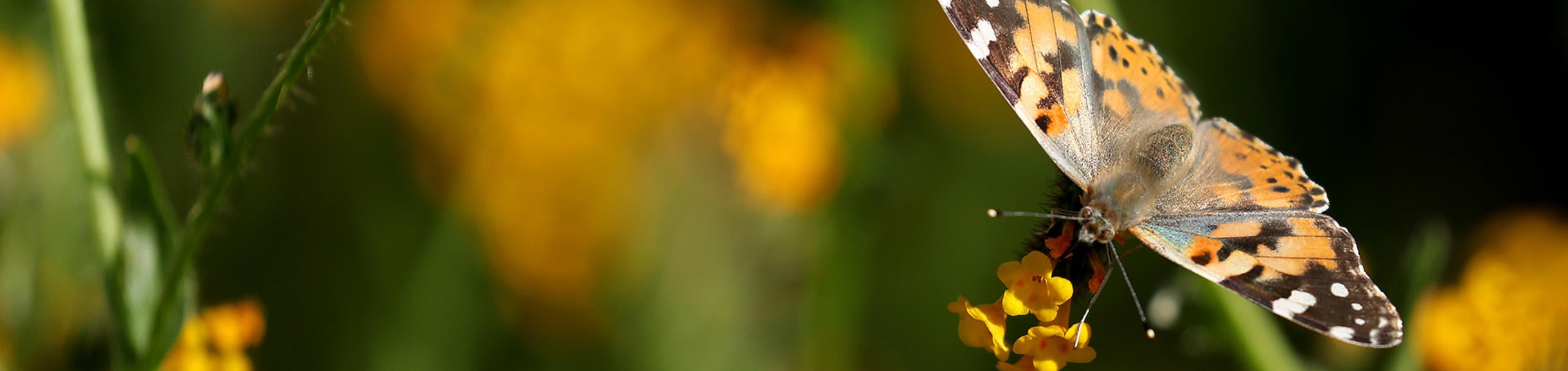 Close up on Butterfly 