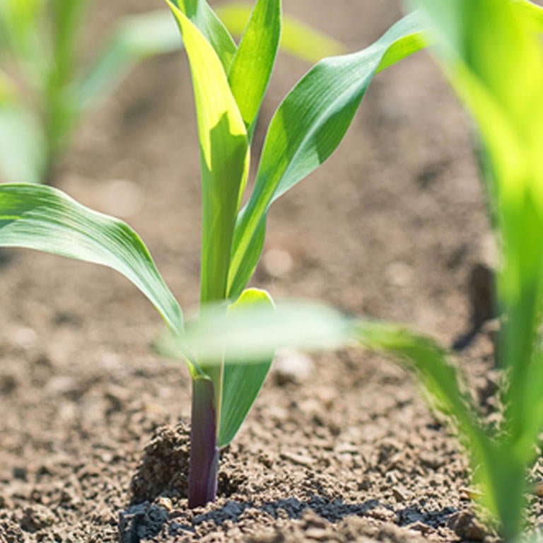 young corn seedlings in field (c) iStock