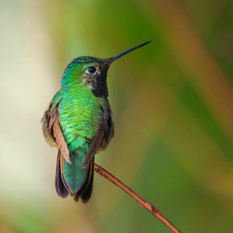 Anna's hummingbird firs mohican (c) unsplash