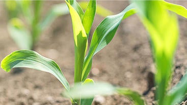 young corn seedlings in a field (c) iStock