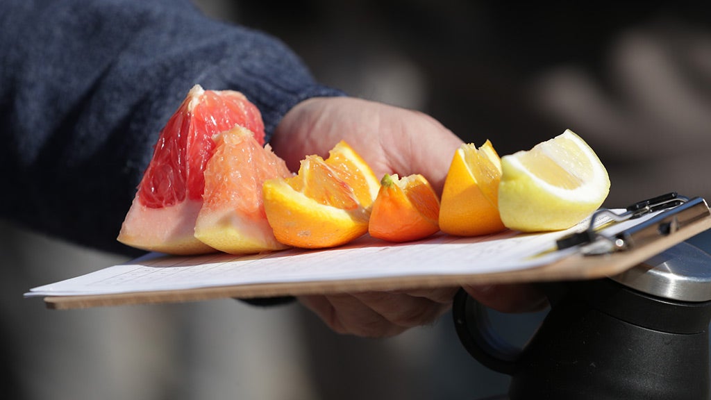 tray of various citrus fruits