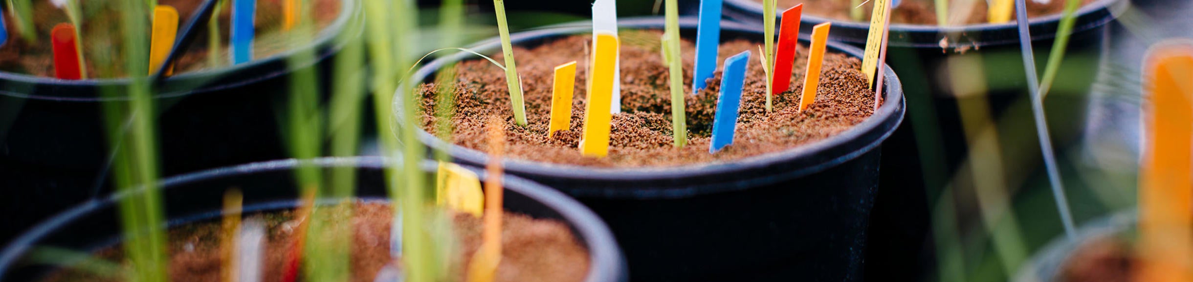 Plant specimens in greenhouse (c) UCR/Stan Lim