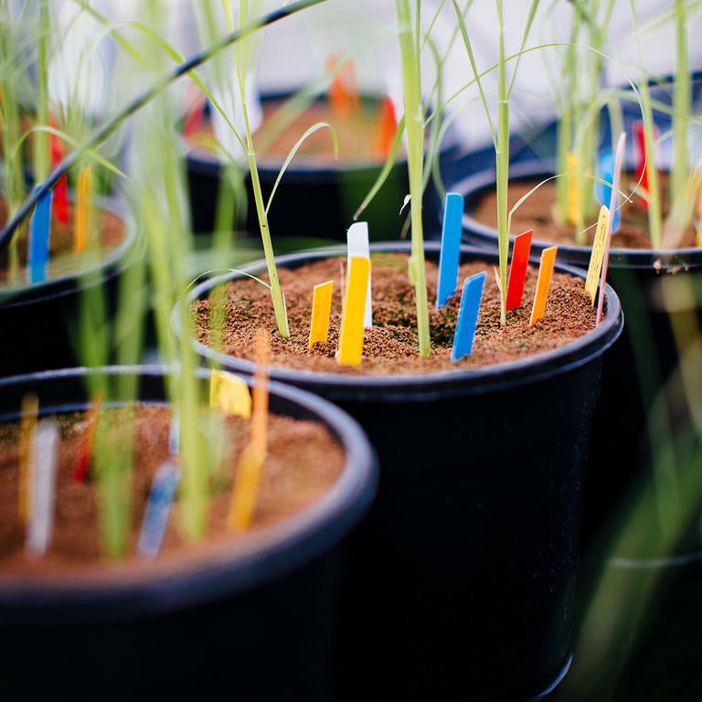 Plant specimens in greenhouse (c) UCR/Stan Lim