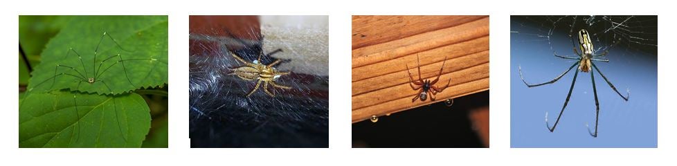 Other spiders photos