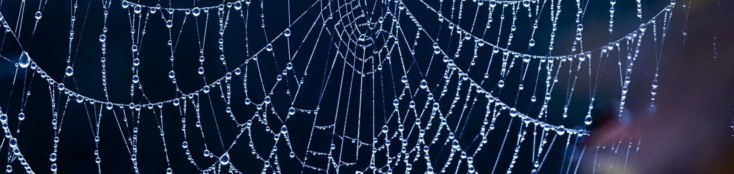Spider Web 