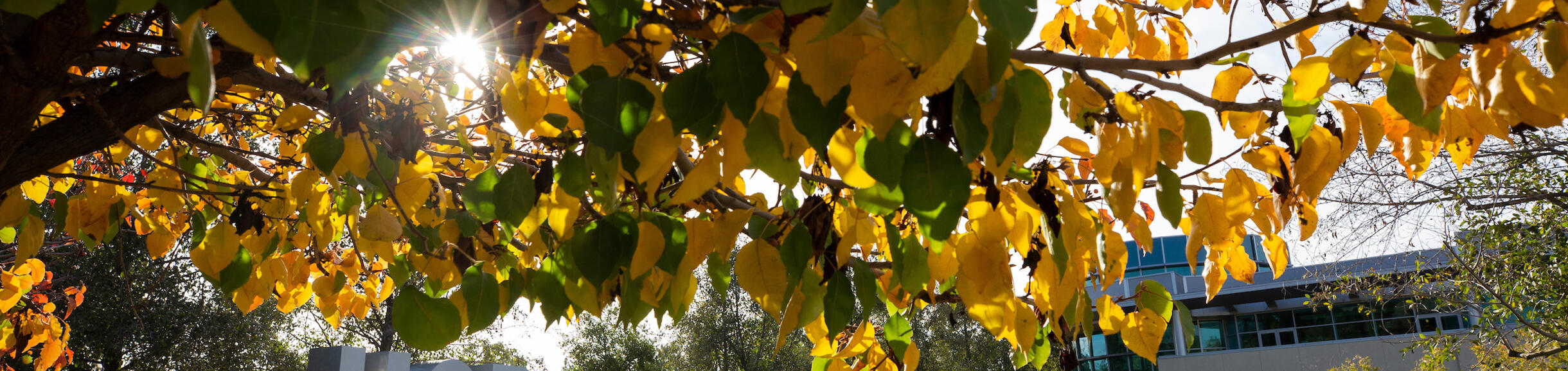 UC Riverside Campus with fall colors