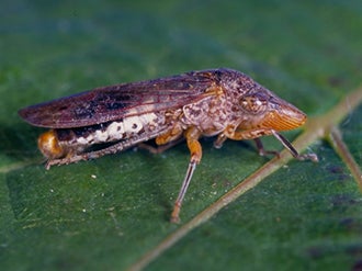 Glassy Winged Sharpshooter