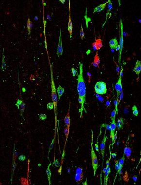 An engineered neural tissue with ~ 0.5 mm neurite extension