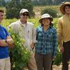 Vineyard field work