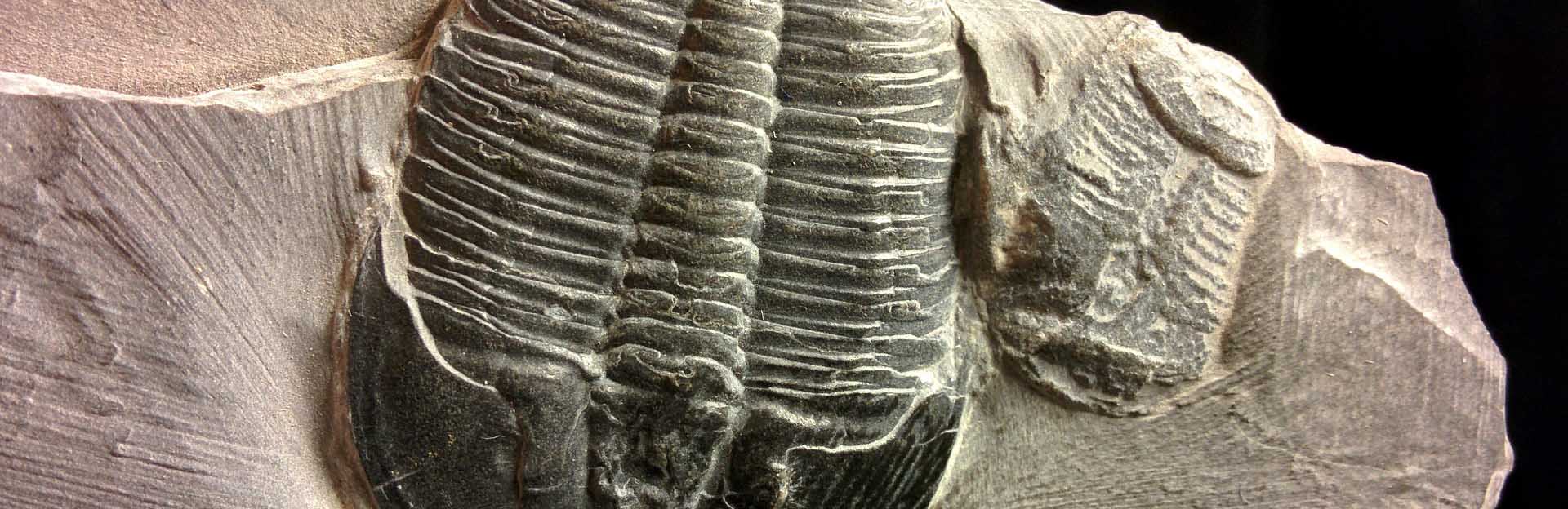 Trilobyte / pixabay.com