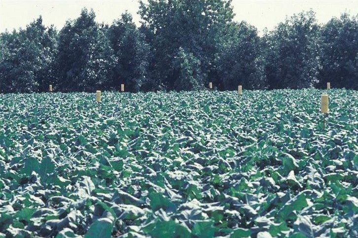 Aphid Distributions in Broccoli