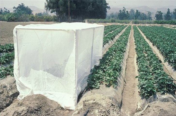 helicoverpa_zea_oviposition_behavior