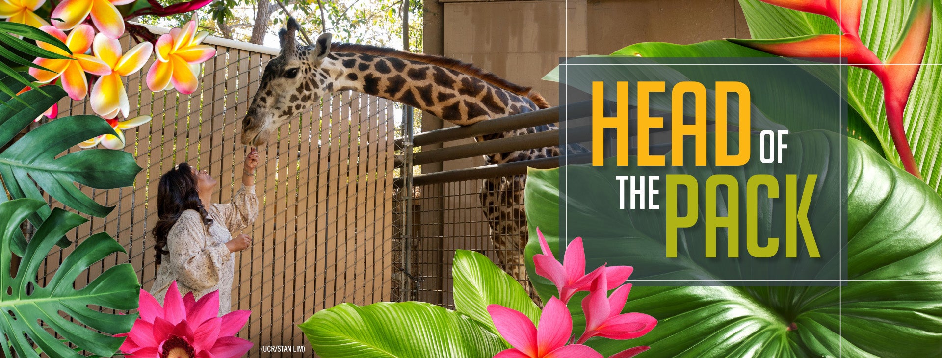 Denise Verret feeding giraffe.