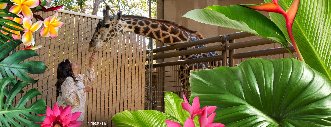 Denise Verret feeding giraffe.