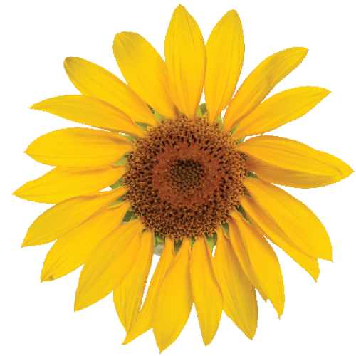 Image of Sunflower