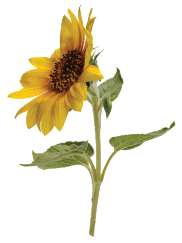 Photo of Sunflower