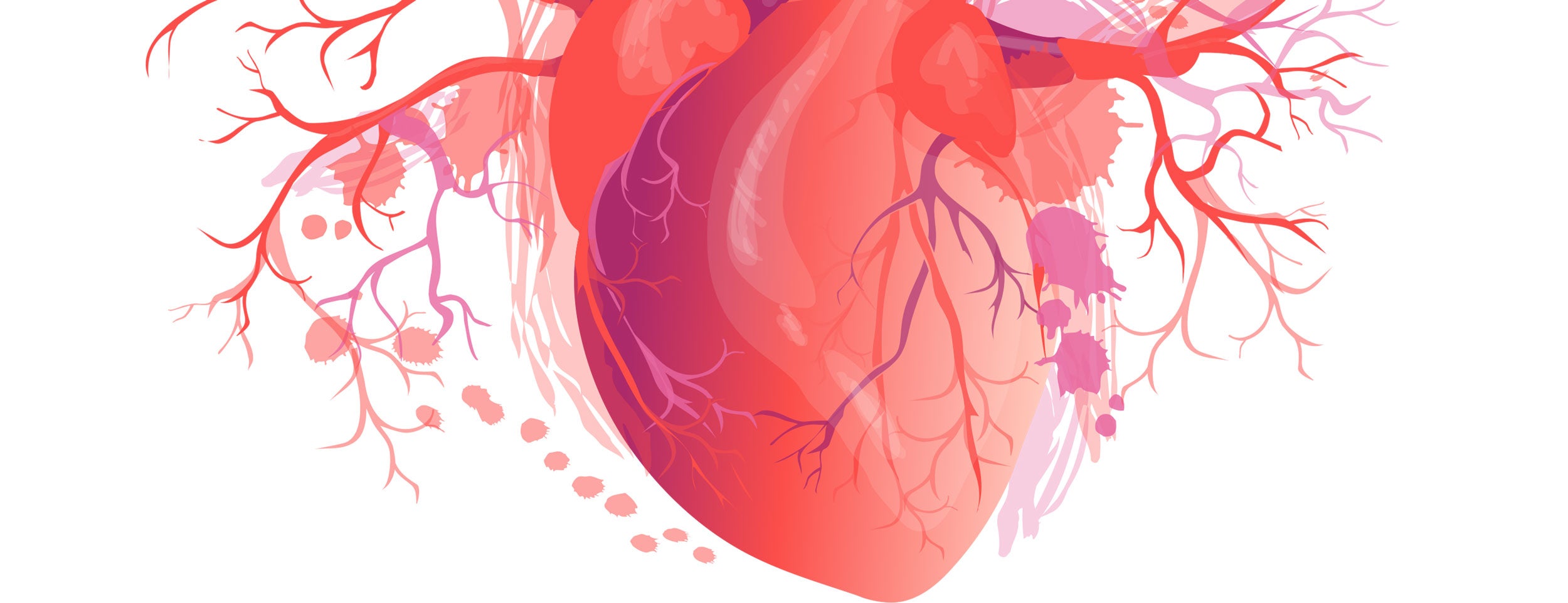 anatomical heart illustration