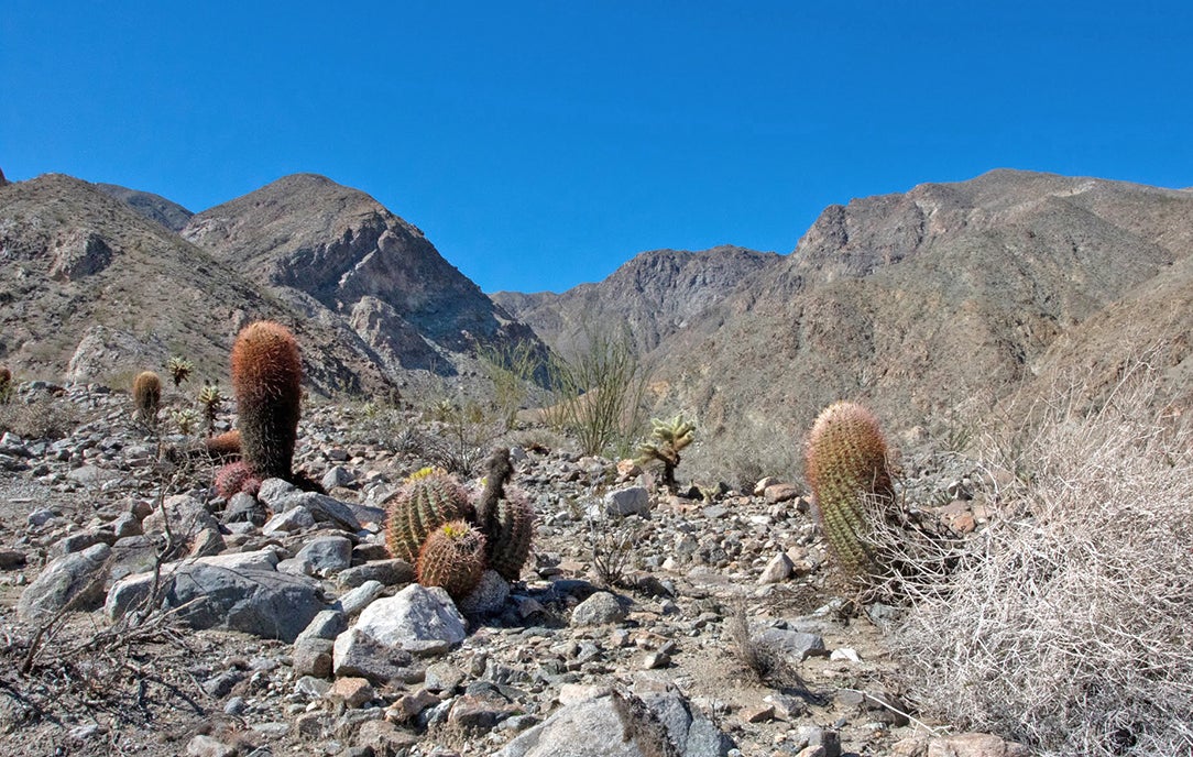 Boyd Deep Canyon Desert