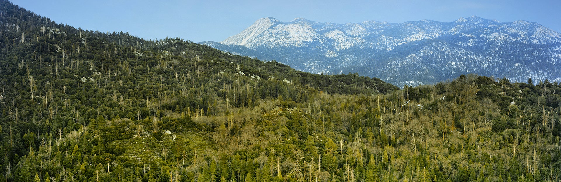 James San Jacinto Mountain Reserve (c) Mark Chappell