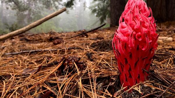 James San Jacinto Mountain Reserve