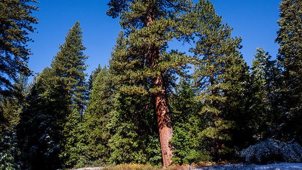 James San Jacinto Mountains UCR Natural Reserve (c) UCNRS