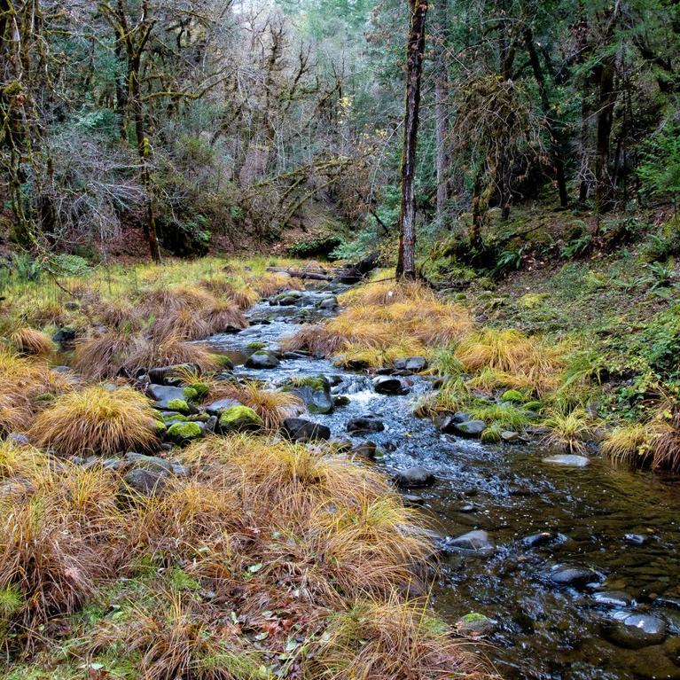 Angelo Coast Range Reserve