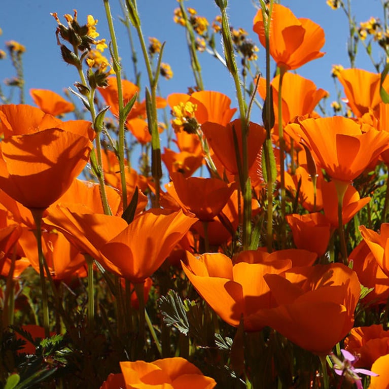 California poppies in superbloom (c) UCR / Stan Lim