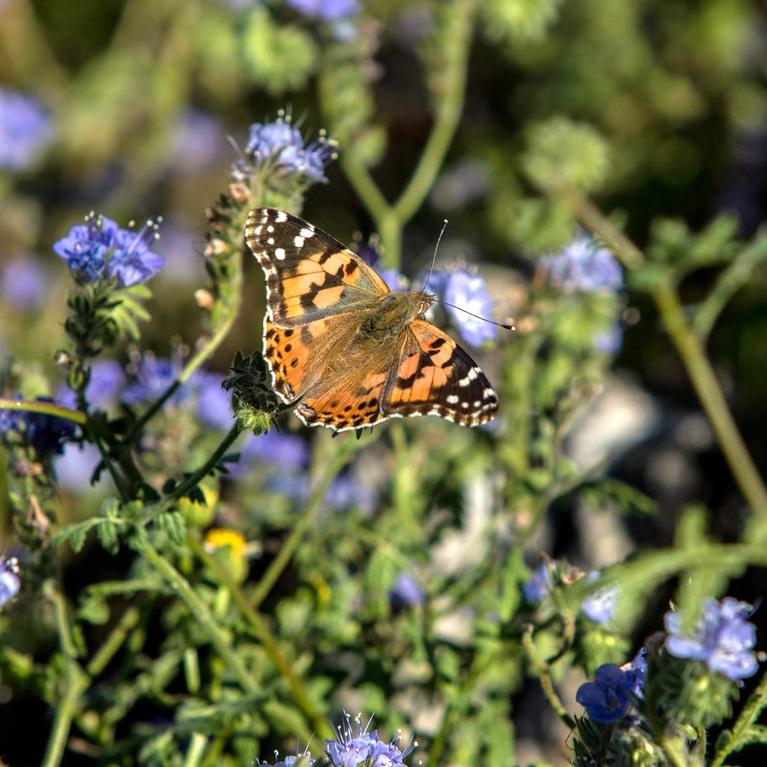 Painted Lady (c) UCNRS