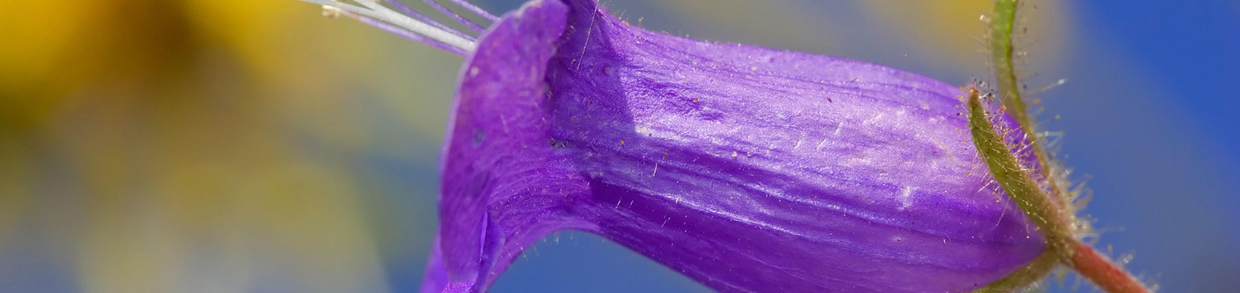 (c)ucr_mike_lewis_green_caterpillar_624px