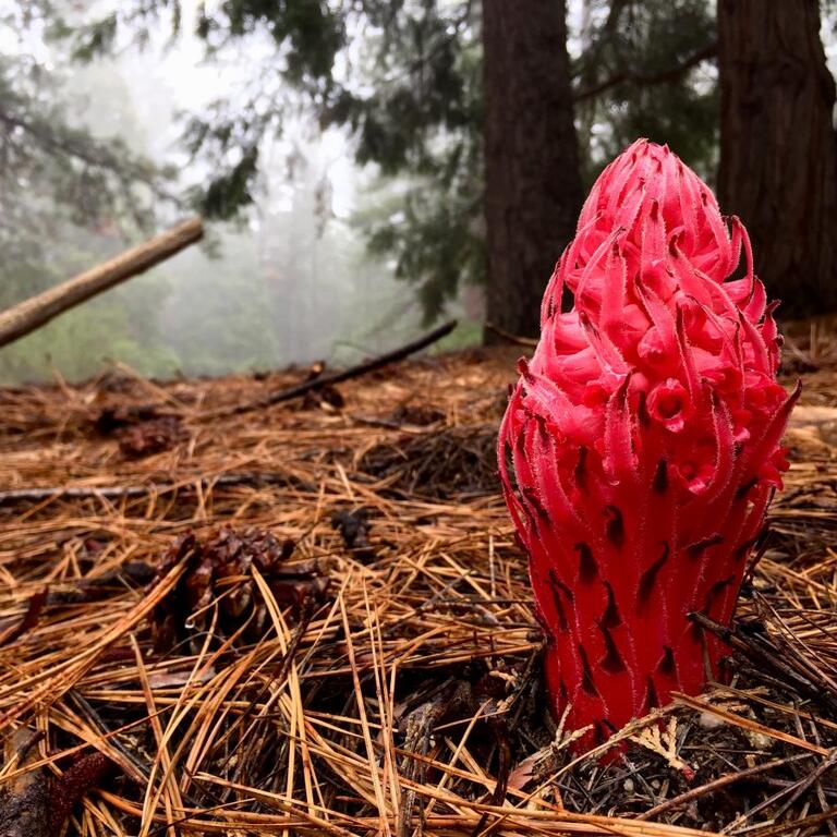 James San Jacinto Mountain Reserve