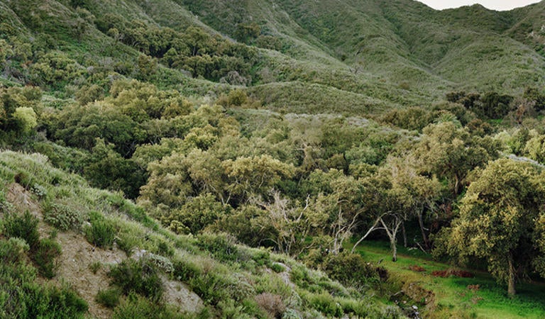 Emerson Oaks Reserve