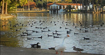 Lake with ducks at Fairmount Park