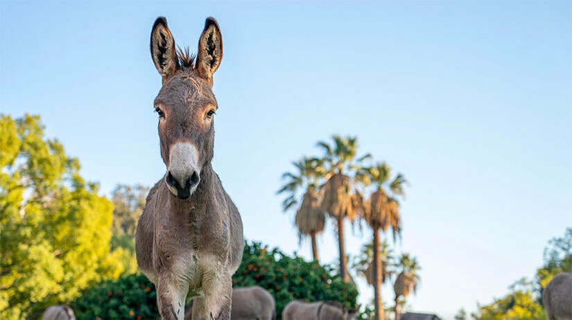 Burro donkey for Rcard 2025