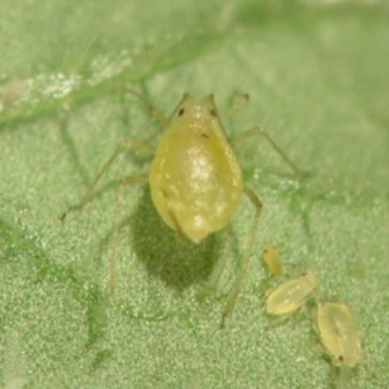 Female Green Peach Aphid clone