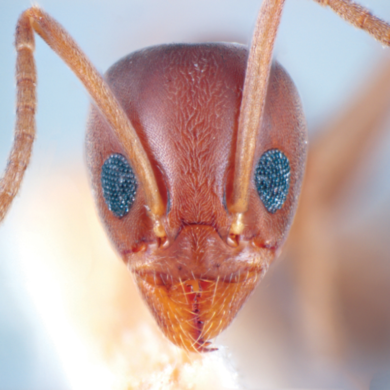 Ant close-up