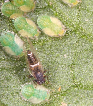 Adult potato-tomato psyllid
