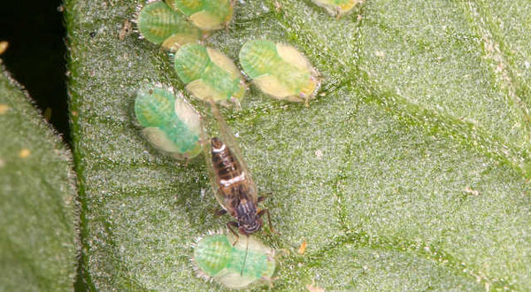 Adult potato-tomato psyllid