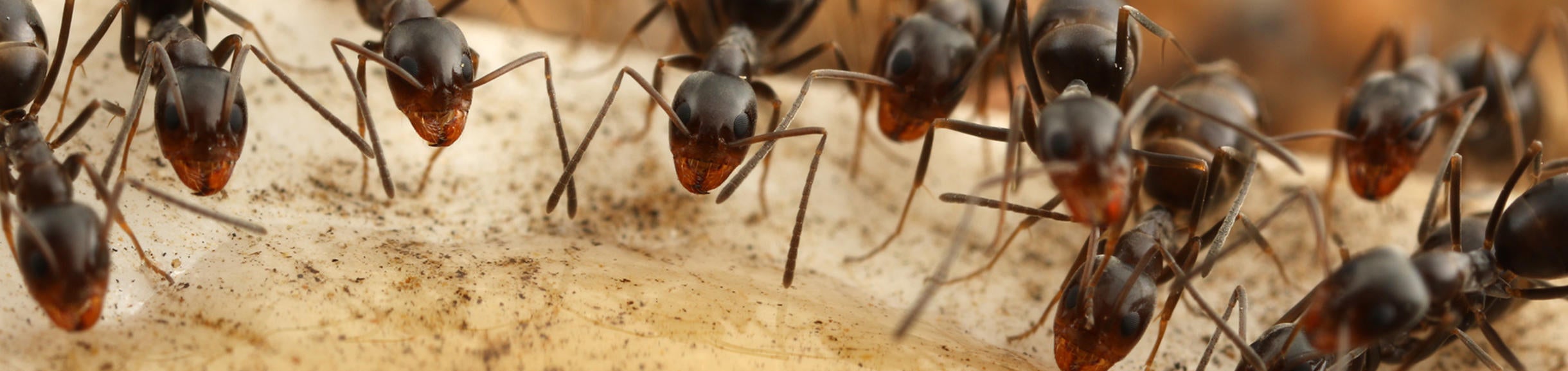 Pyramid ant