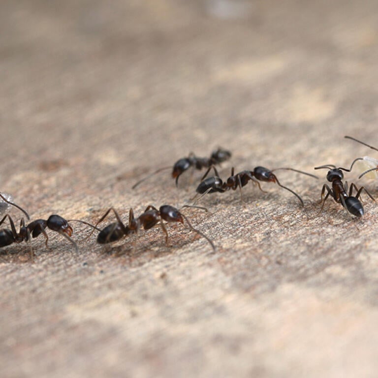 Argentine ant trail