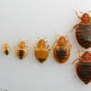 Bed bugs