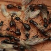 Carpenter ants
