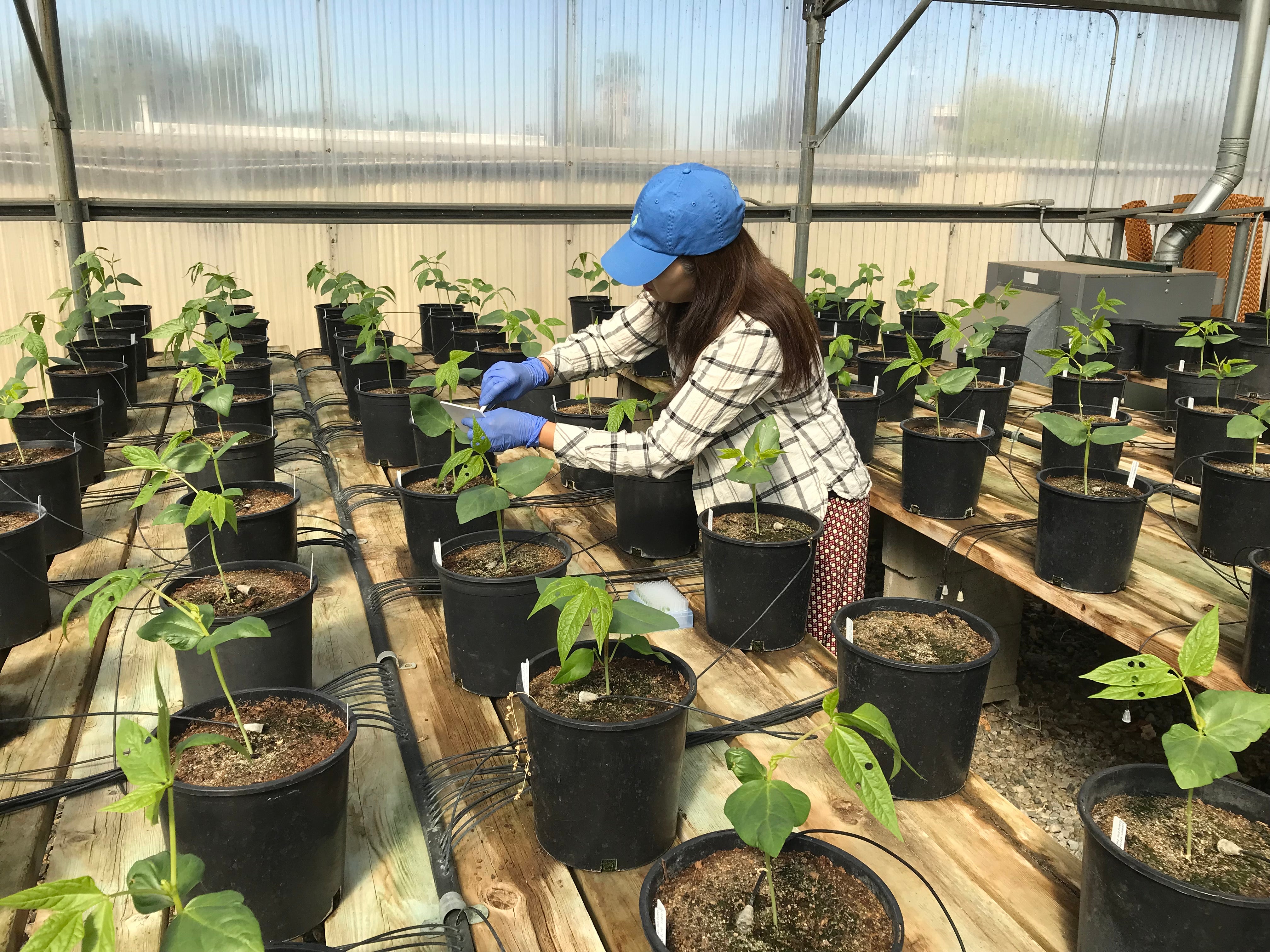 Kang Sampling Leaves for DNA Genotyping