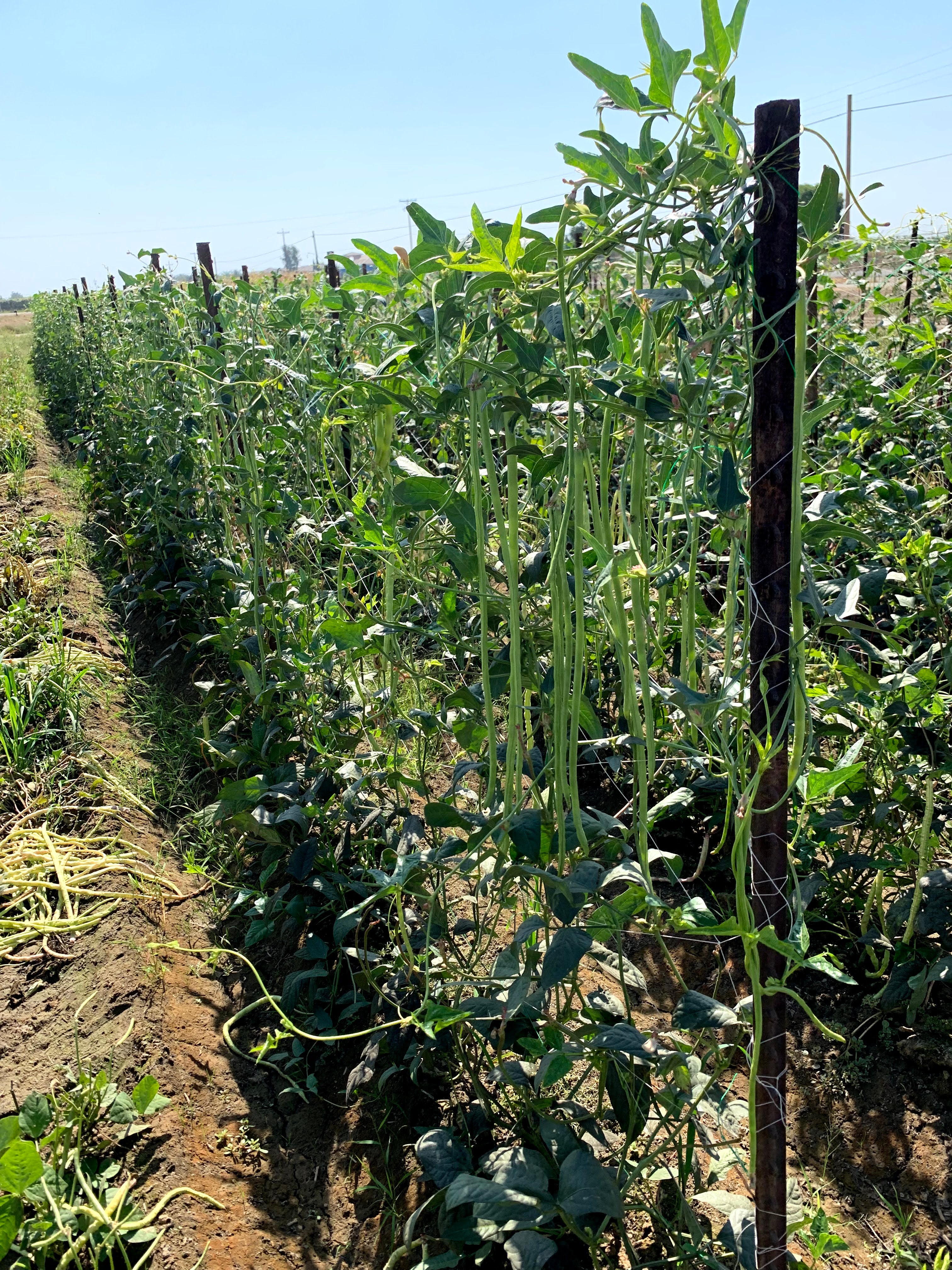 Resistant Plants Reproducing