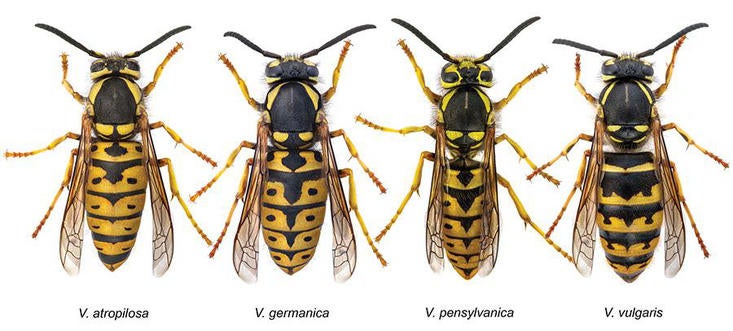 Vespula variety (c) Oregon State University