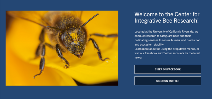 Teaser Callout bee screenshot